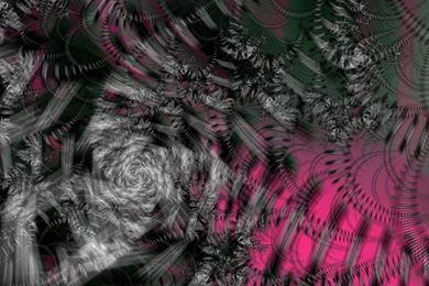 Pink And Black Zebra Wallpapers   HD Wallpapers Pretty