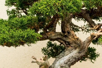 Bonsai Mobile Wallpapers 3549