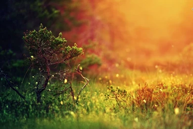 Bonsai Wallpapers   Photography Wallpapers