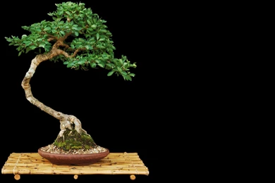 Bonsai Wallpapers 16 – HD Wallpaper, Wallpapers Pics   The Best ...