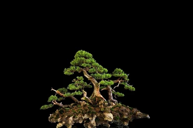 Full HD 1080p Bonsai Wallpapers HD, Desktop Backgrounds 1920x1080