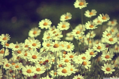 Awesome_desktop_ backgrounds _hd _tumblr.jpg