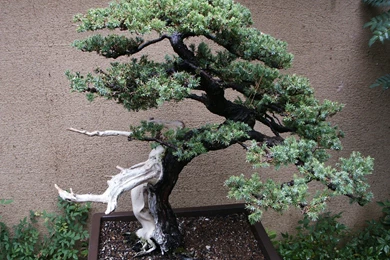 Japan Nature Trees Bonsai Wallpapers