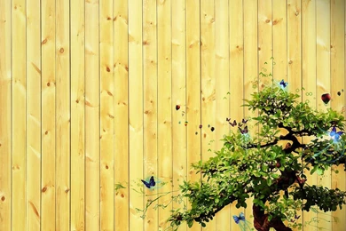 Bonsai Wallpapers 10 – HD Wallpaper, Wallpapers Pics   The Best ...