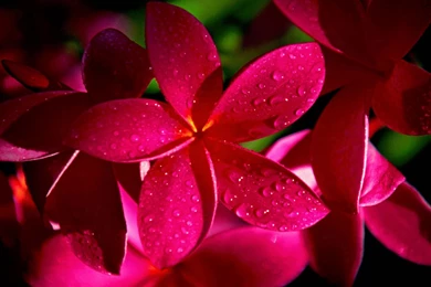 Flowers wallpapers hd 1080p 3.jpg