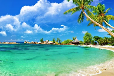 Tropical Palm Beach Live Wallpapers Free Download