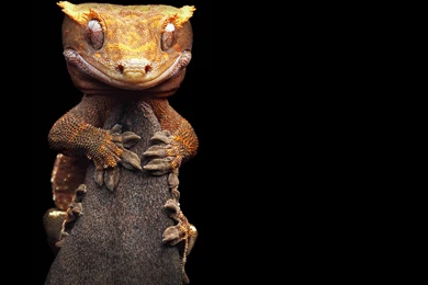 Gecko Computer Wallpapers, Desktop Backgrounds