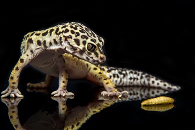 Leopard Gecko Computer Wallpapers, Desktop Backgrounds