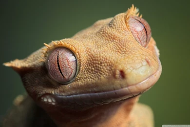 Cute Crested Gecko HD Desktop Wallpapers : Widescreen : High ...