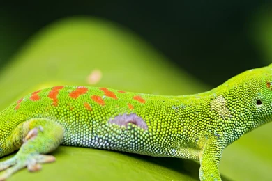 Download Wallpapers 2560x1024 Lizard, Gecko, Leaf, Macro Dual ...