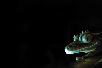 Glowing Gecko Wallpapers By Pareeeee On DeviantArt