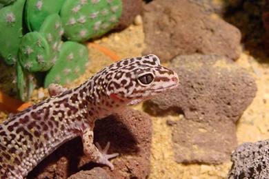 Gecko Wallpapers   Animals Town