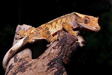 Crested Gecko Wallpapers