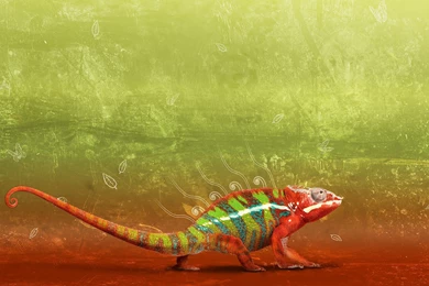 Gecko Wallpapers   35108