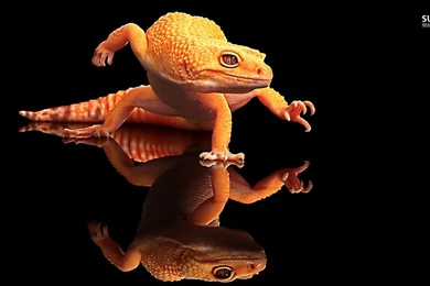 Lizard Wallpapers   Animal Wallpapers