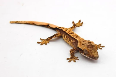 Free Gecko Wallpapers Download   Animals Town
