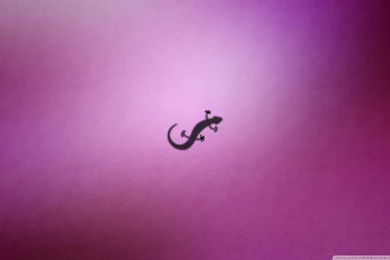 Gecko HD Desktop Wallpapers : High Definition : Fullscreen : Mobile ...