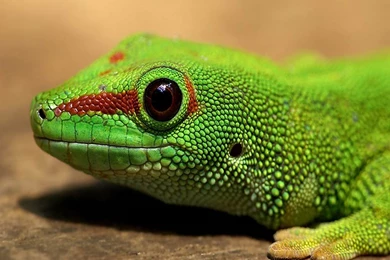 Gecko Wallpapers And Backgrounds   Animals Town