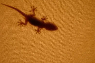 Gecko Wallpapers   1449768