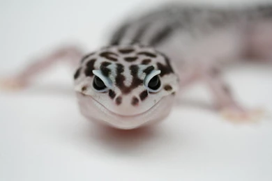 6 Leopard Gecko HD Wallpapers