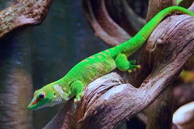 Gecko HD Wallpapers – Sky HD Wallpapers