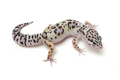Gecko