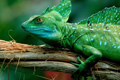 Cute Baby Lizard   Wallpaper.