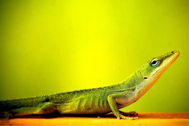 Lizard Wallpapers   203975