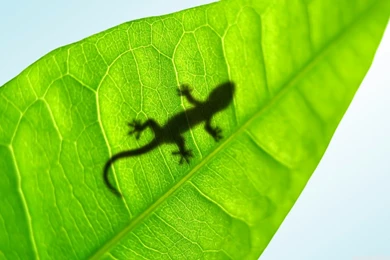 Gecko On A Leaf HD Desktop Wallpapers : High Definition ...
