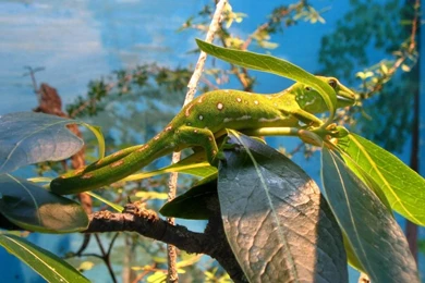 Free Wallpapers Northland Green Gecko (Naultinus Grayii)