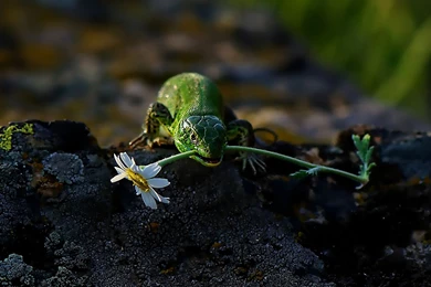 270 Lizard HD Wallpapers