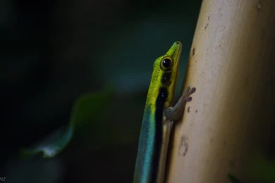 Gecko Wallpapers By KrisSimon On DeviantArt