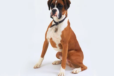 Boxer Posing On A White Backgrounds Wallpapers And Images ...