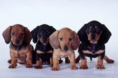 Dog Wallpapers, Animal Background Images, Hd Dog Images, Pets, Dog ...