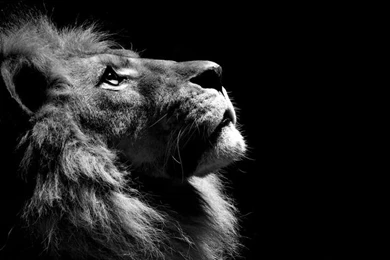 Black And White Lion Animal Theme Cats Wallpapers With 1600x1200