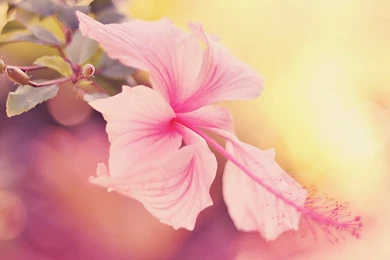 Hibiscus Wallpapers