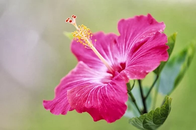 Hibiscus Flower Meaning And Symbolism
