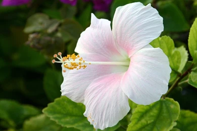 Hibiscus Flower.jpg