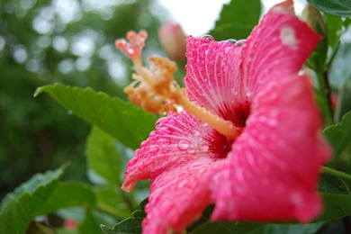Red hibiscus flower wallpaper.jpg