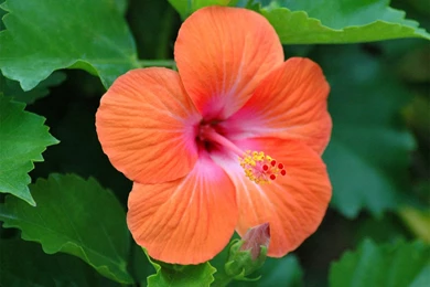 Heavenly Hibiscus Flowers (photos Of)