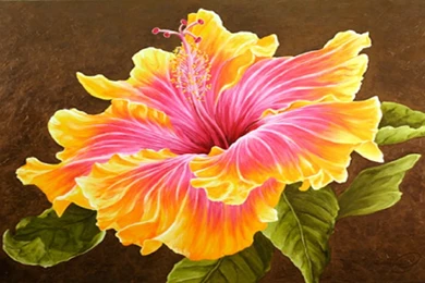 Beautiful Hibiscus Flower Wallpapers