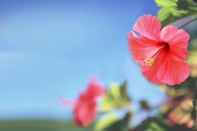 Awesome Red Hibiscus Flower HD Wallpaper .jpg