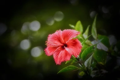 Pink Hibiscus At Dawn On Green Backgrounds Macro
