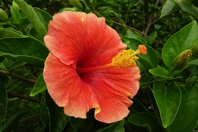 MLeWallpapers.com   Hibiscus