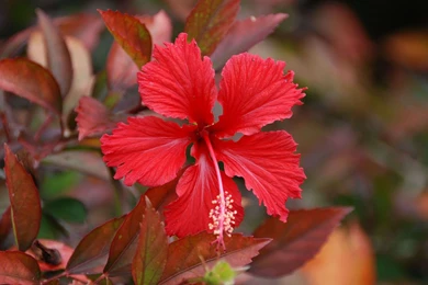 HD Wallpapers 1080p Hibiscus Flower 1 .jpg