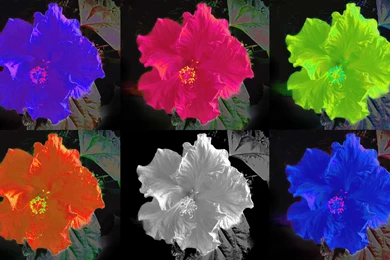 Wallpapers Hibiscus Beutiful Hibiscus Flower In Six Colour Flowers ...