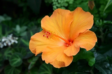 Hibiscus Flower   1563877
