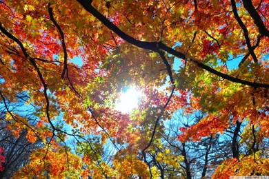 Autumn Sunshine HD Desktop Wallpapers : Widescreen : High ...