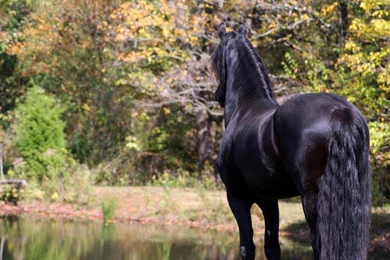 KEEGAN THE FRIESIAN STALLION 1 WALLPAPER (