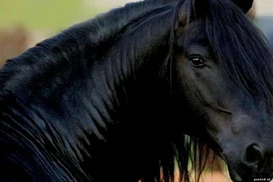 Friesian Breed 1241734 Wallpapers (